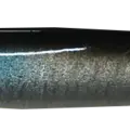 REAL ANCHOVY