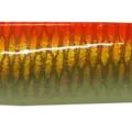 RED GOLD GLOWING BELLY TAIL ORANGE GLOWING