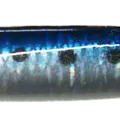 SARDINE