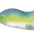 CLEAR NASTY SHAD
