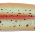 GENKAI SURUME SQUID