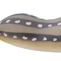 MATTE SQUIRREL