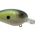 AYU SHAD