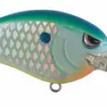 MD CITRUS SHAD