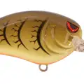 MD GREEN PUMPKIN