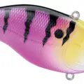 PINK PERCH