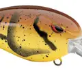 MOLTING CRAW