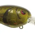 PHANTOM WATERMELON