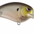 MD SPOOKY SHAD