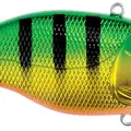 GOLDEN PERCH