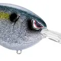 SPARKLE SHAD
