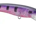 GHOST PURPLE PERCH