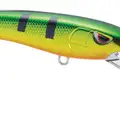 GOLDEN PERCH