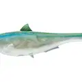 BLUEBACK HERRING