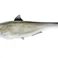 DARK NASTY SHAD