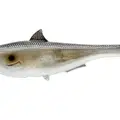 GIZZARD SHAD