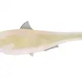PEARL SHAD
