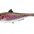 RAINBOW TROUT
