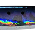 SARDINE BLUE GLOW BELLY GLITTER