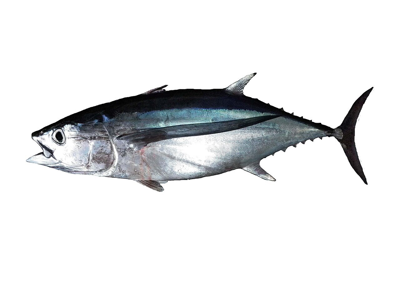 Albacore