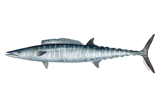 Wahoo