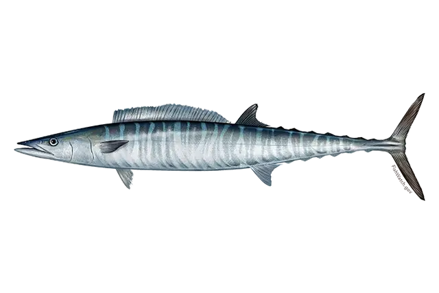 Wahoo