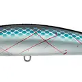 Sardine