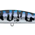 Mackerel