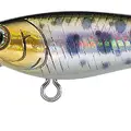 RAINBOW TROUT