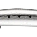 SARDINE GLOW BELLY