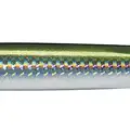 SAND EEL