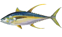 Yellowfin tuna