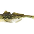 Spotted Goby