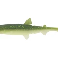 Grasshopper