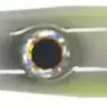 GG-437