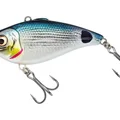 Saddled Bream