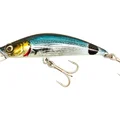 Saddled Bream
