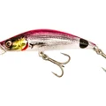Pink Saddled Bream