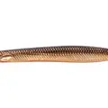 Copper Sardine
