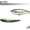 Sardine