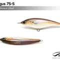 Brown Shad