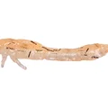 UV Shrimp