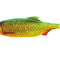 Firetiger Rudd
