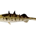 Stickleback