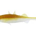 Baitfish Glitter