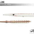 Barracuda Albino