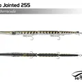 Barracuda