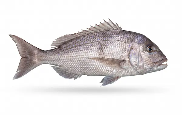 Common dentex
