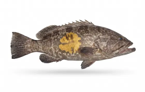 Goldblotch grouper