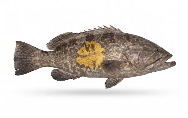 Goldblotch grouper
